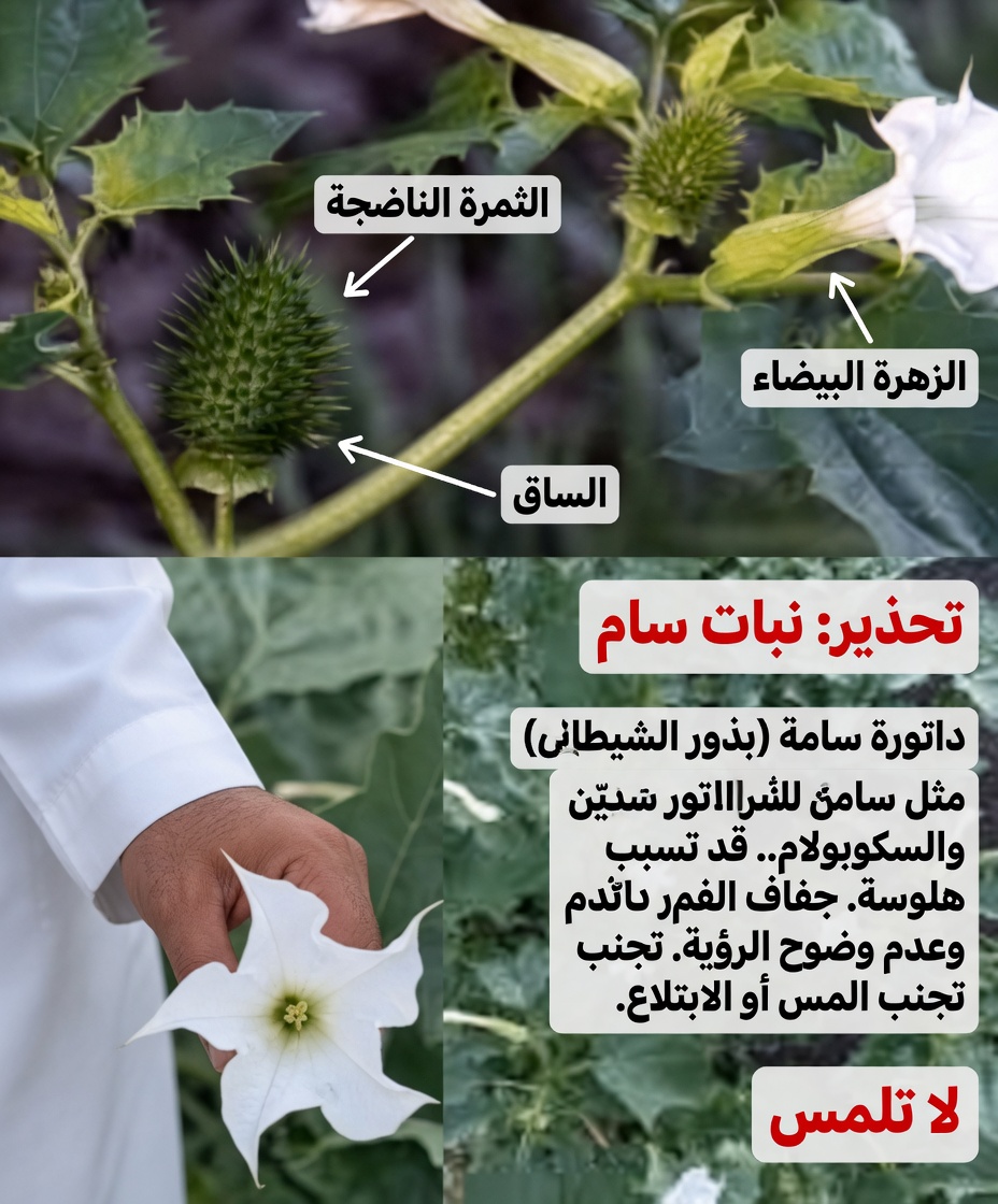 جنس الداتورا: 12 سببًا مرعبًا تجعل «بوق الملاك» هذا على بُعد لمسة واحدة من كارثة