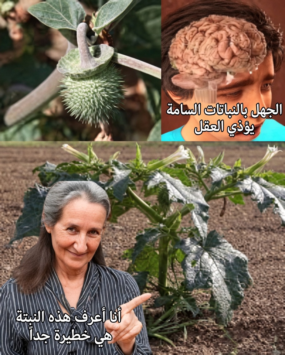 جنس الداتورا: 12 سببًا مرعبًا يجعل «بوق الملاك» هذا على بُعد لمسة واحدة من الكارثة