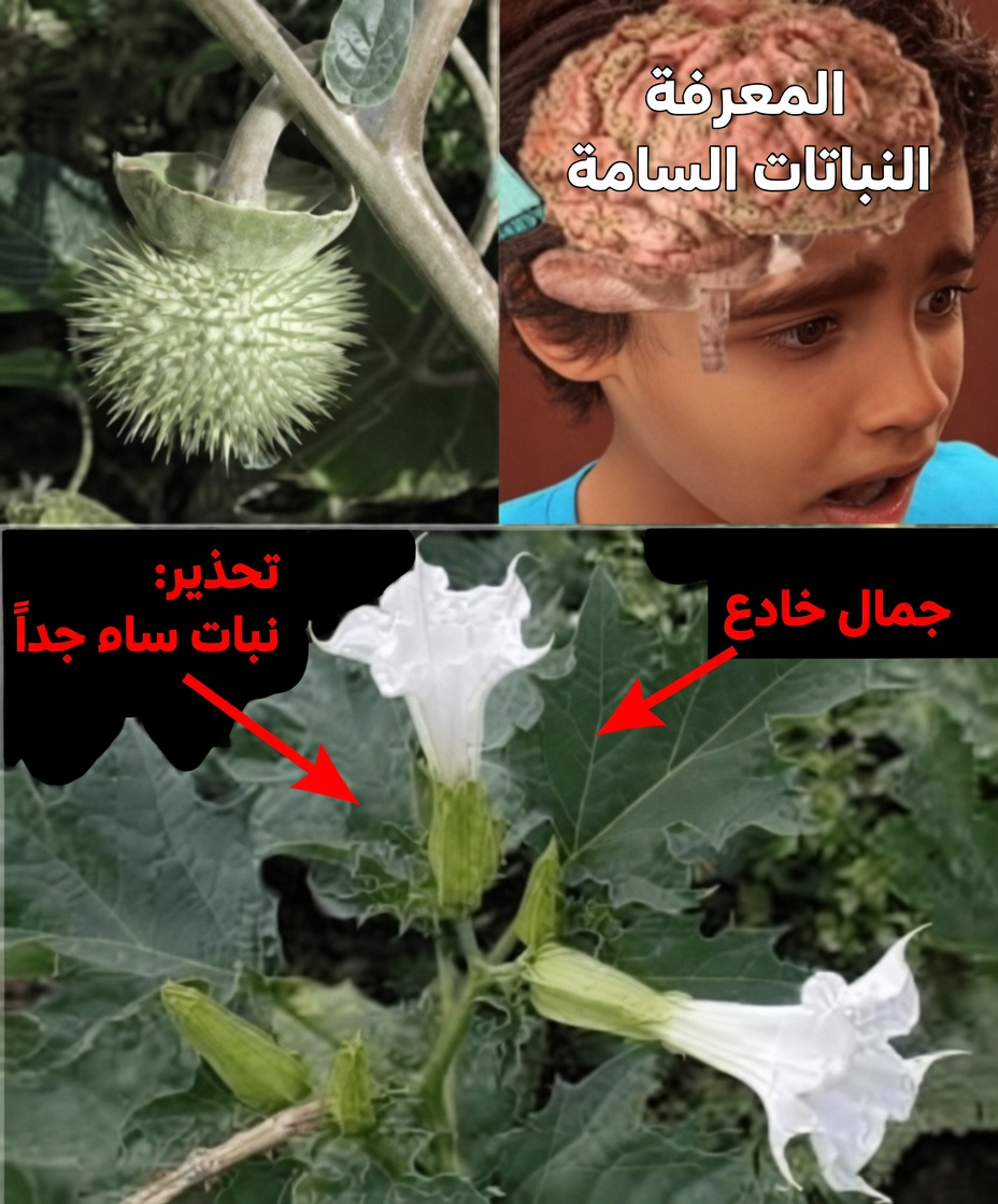 جنس الداتورا: 12 سببًا مرعبًا يجعل «بوق الملاك» هذا على بُعد لمسة واحدة من الكارثة