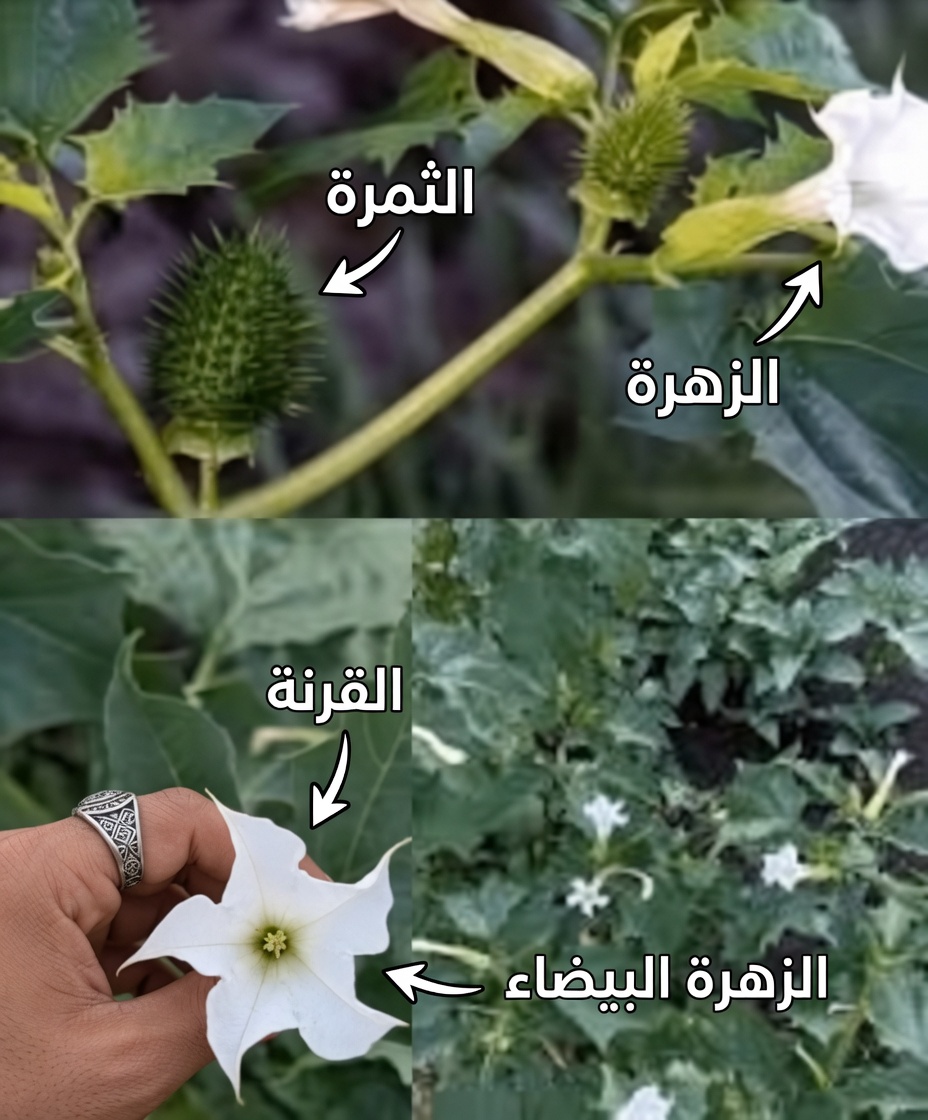 جنس الداتورا: 12 سببًا مرعبًا يجعل «بوق الملاك» هذا على بُعد لمسة واحدة من الكارثة