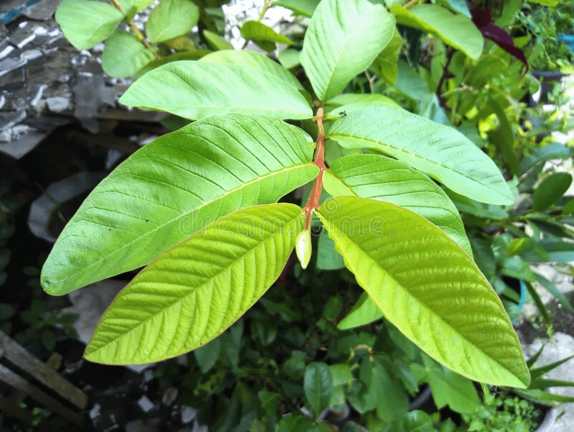 ورقة واحدة تخفض سكر الدم، وتذيب الدهون، وتُنظّف الشرايين بسرعة – العلم الصادم وراء القوة الخفية في الطبيعة