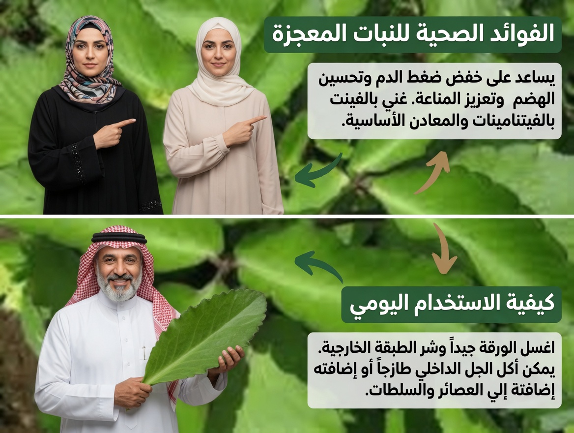 ورقة الحياة – النبات الشافي الذي ينمو في حديقتك الخلفية والذي تتمنى شركات الأدوية الكبرى ألا تلاحظه أبدًا