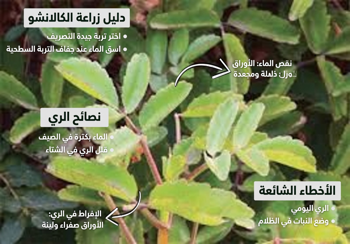 ورقة الحياة – النبات الشافي الذي ينمو في حديقتك الخلفية والذي تتمنى شركات الأدوية الكبرى ألا تلاحظه أبدًا