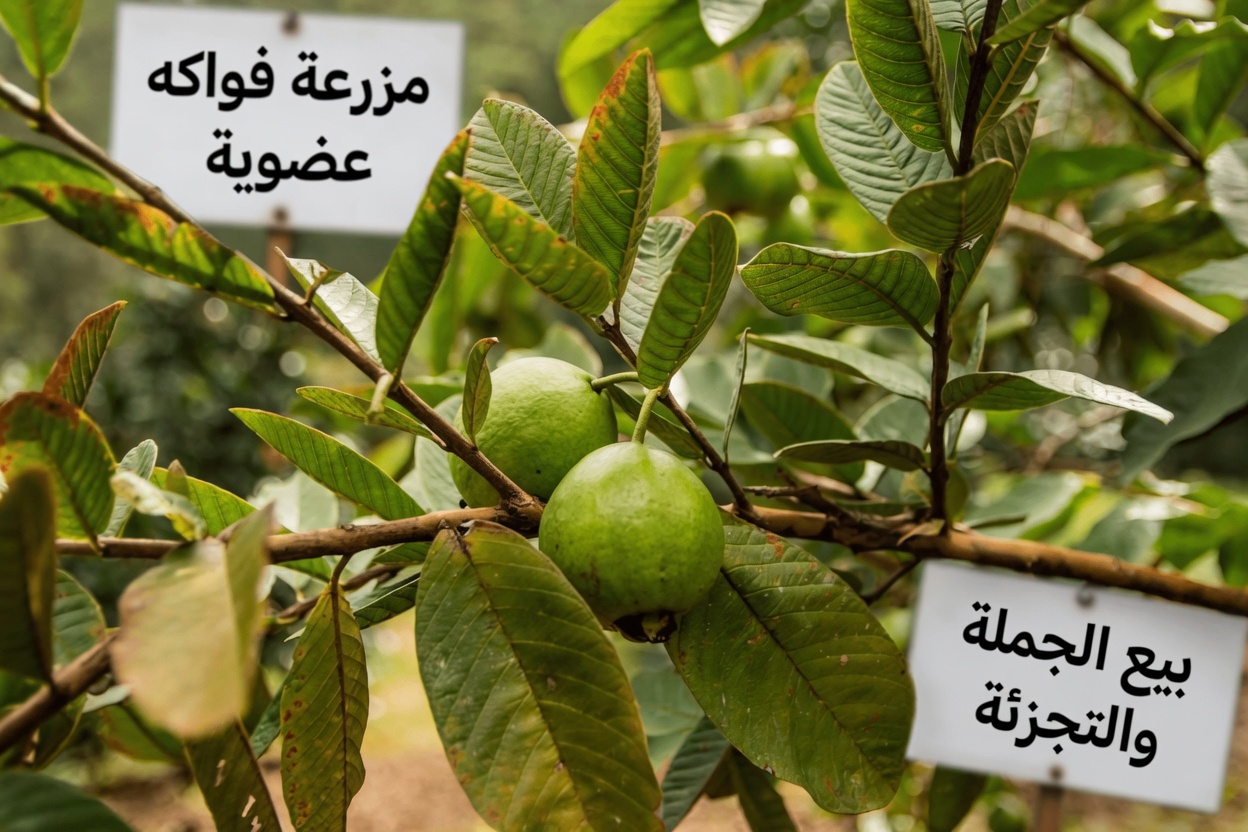 أفضل 3 طرق بسيطة قد تساعد بها أوراق الجوافة على تهدئة تسوس الأسنان وأعراض ألم الأسنان