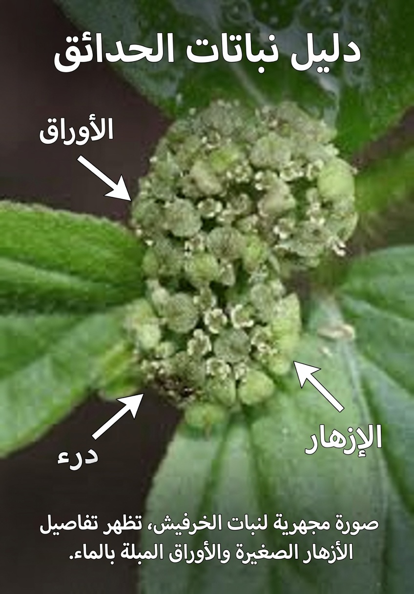 لماذا اعتزّ المعالجون التقليديون بهذه الحشيشة الشائعة في الحدائق لراحة العين لقرون: القصة المدهشة لليوفوربيا هيرتا