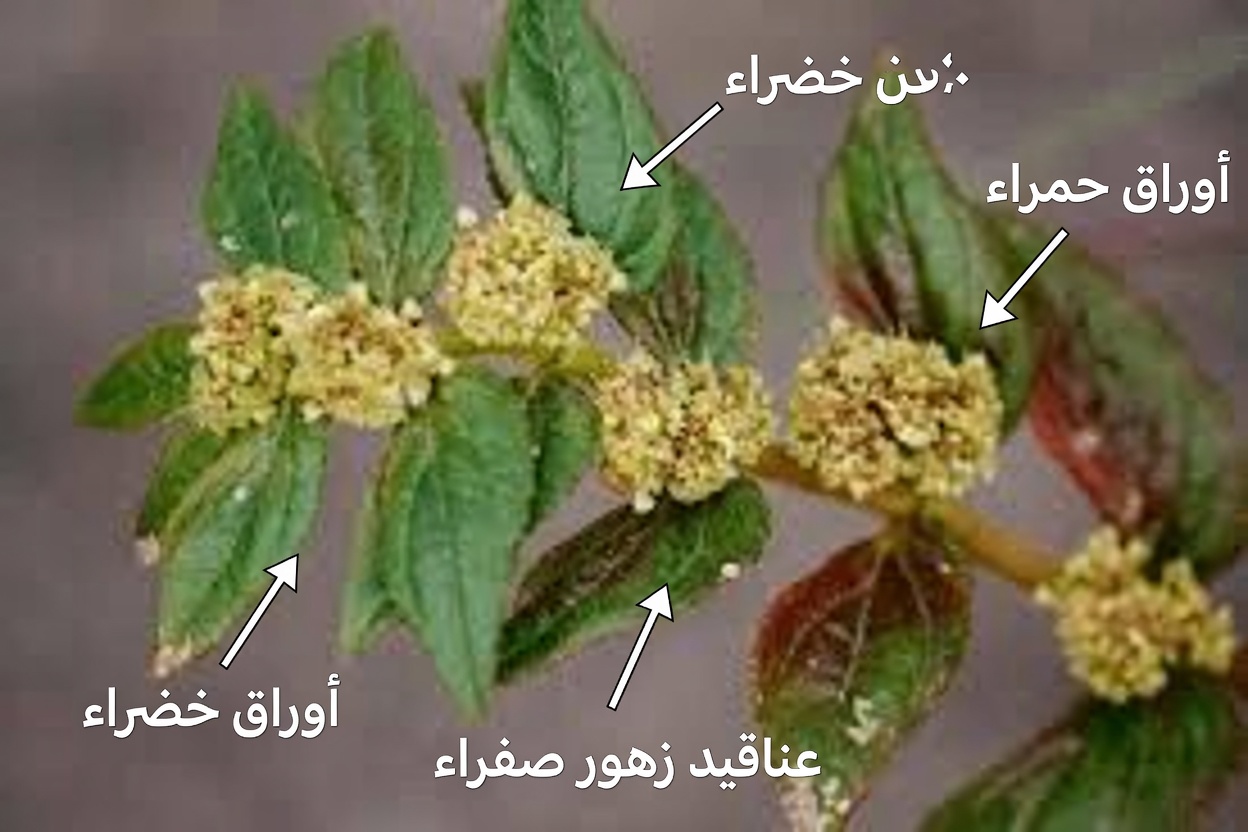 لماذا اعتزّ المعالجون التقليديون بهذه الحشيشة الشائعة في الحدائق لراحة العين لقرون: القصة المدهشة لليوفوربيا هيرتا