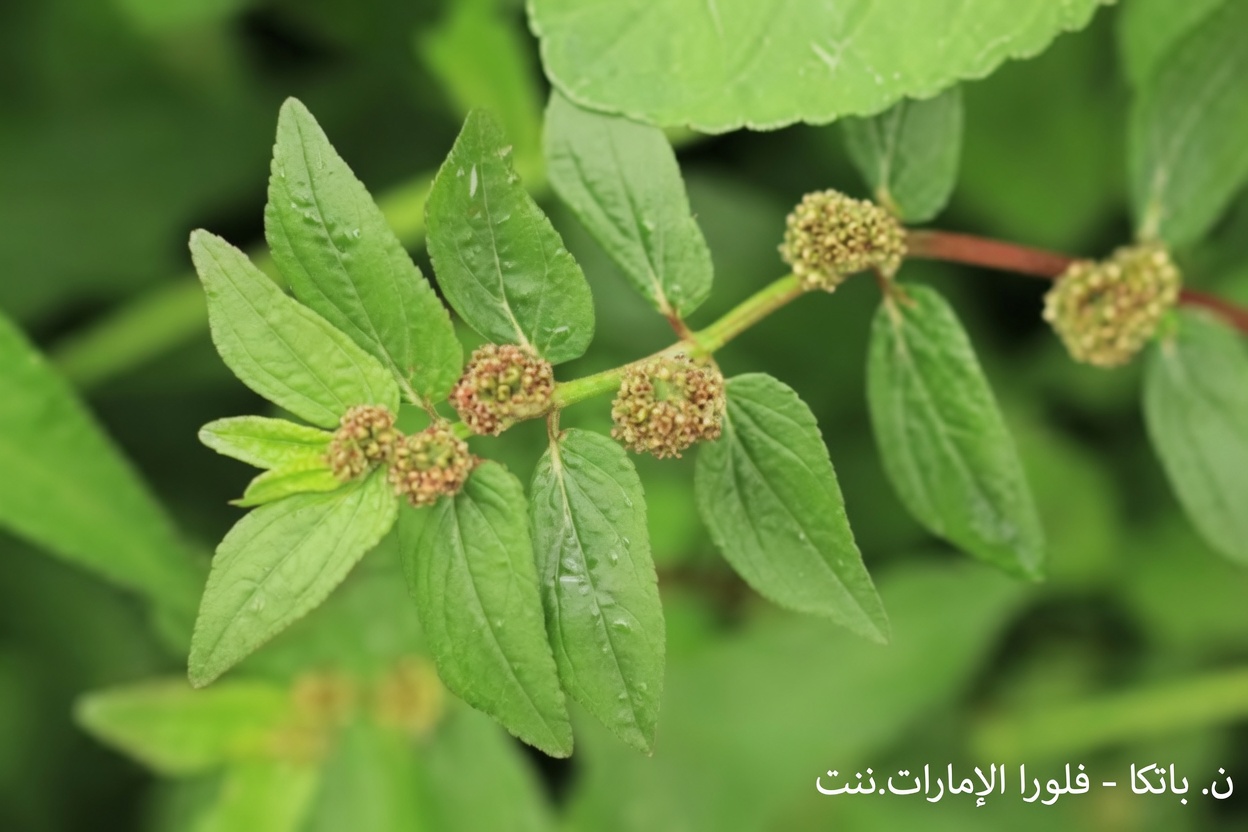 لماذا اعتزّ المعالجون التقليديون بهذه الحشيشة الشائعة في الحدائق لراحة العين لقرون: القصة المدهشة لليوفوربيا هيرتا