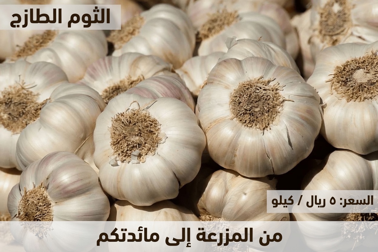 اكتشف ما يحدث لجسمك عندما تأكل فصّين من الثوم النيّئ يوميًا: فوائد مثبتة علميًا