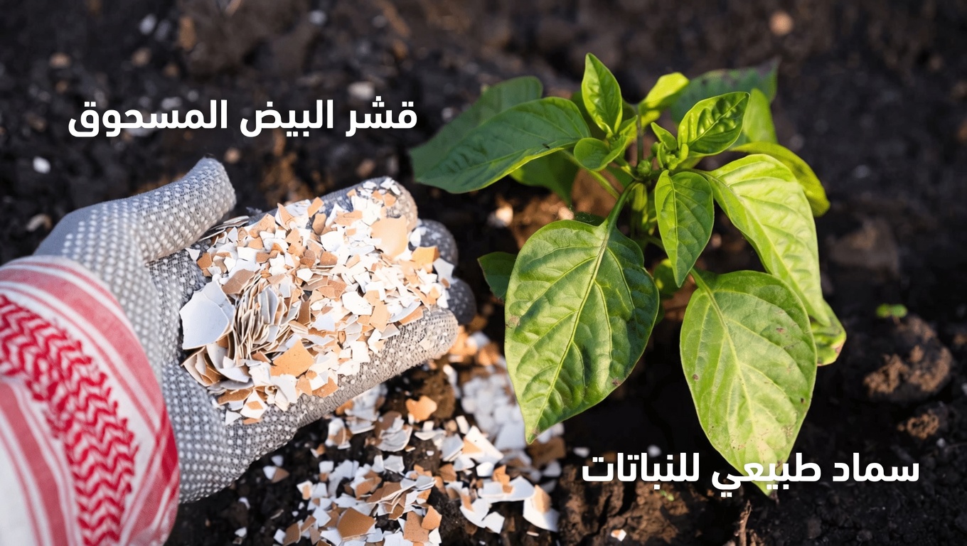 توقف عن رمي قشور البيض: 12 طريقة مفاجئة يمكن أن تعزز بها هذه البقايا المطبخية صحتك ومنزلك