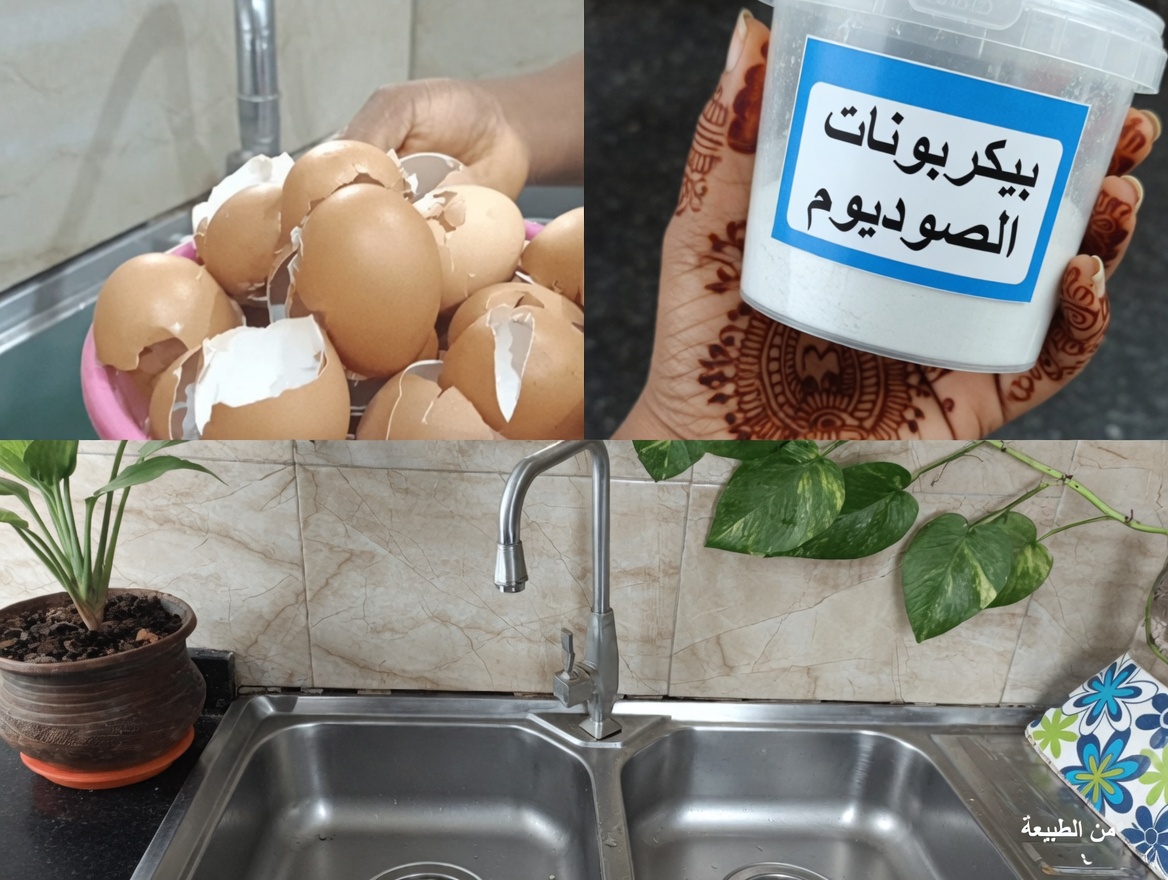 توقف عن رمي قشور البيض: 12 طريقة مفاجئة يمكن أن تعزز بها هذه البقايا المطبخية صحتك ومنزلك