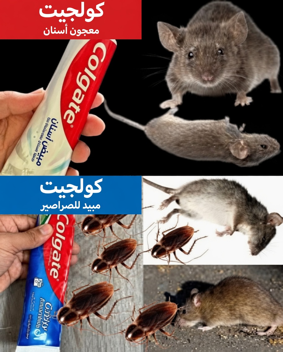 توقف عن إهدار المال على سموم الآفات: هل يمكن لمعجون الأسنان حقًا أن يساعد في إبعاد الفئران والصراصير والنمل؟