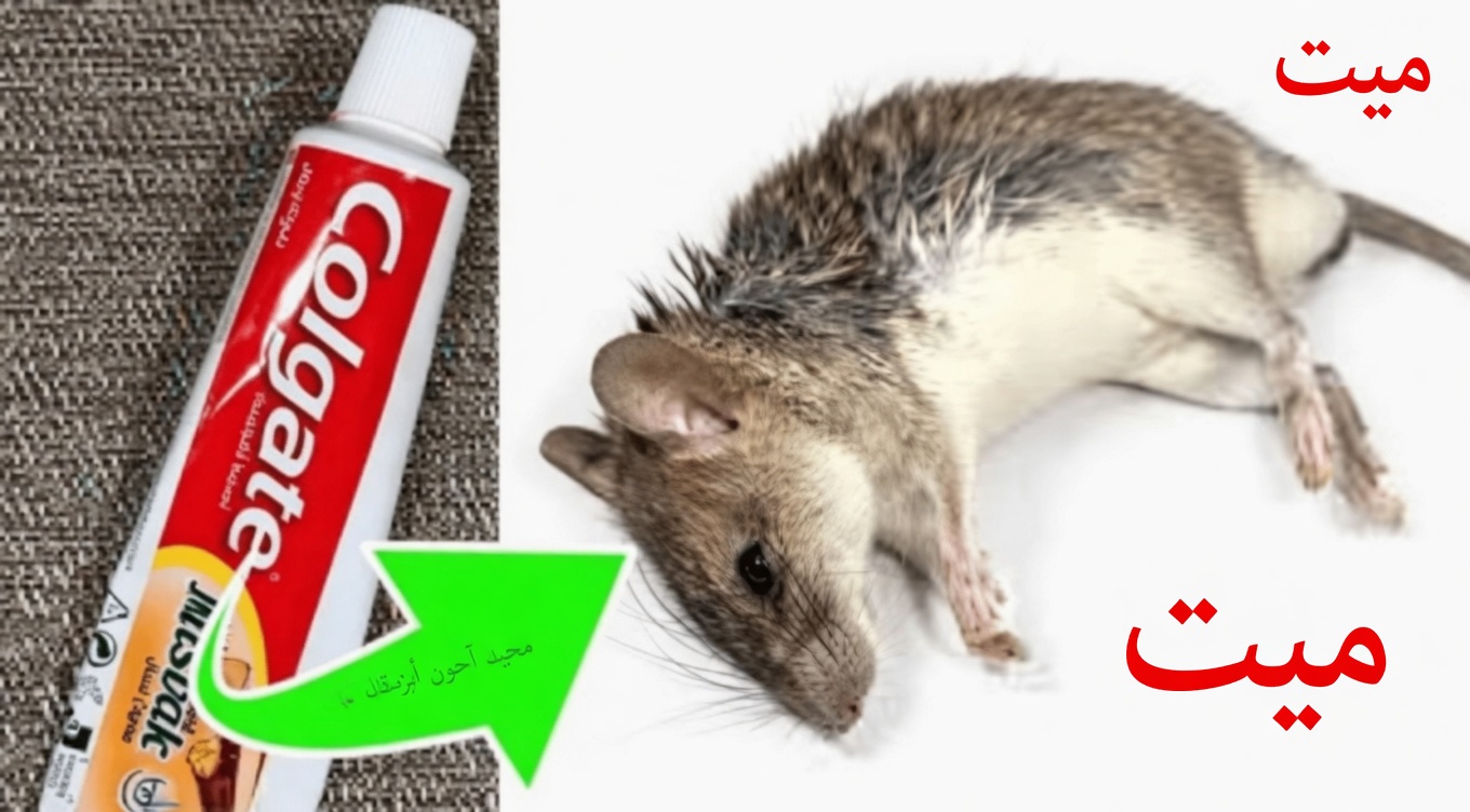 توقف عن إهدار المال على سموم الآفات: هل يمكن لمعجون الأسنان حقًا أن يساعد في إبعاد الفئران والصراصير والنمل؟