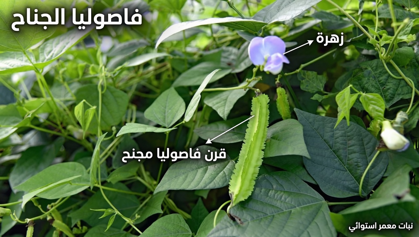 سر الفاصولياء المجنحة: خضار بسيط بفوائد كبيرة للعيون والمناعة وصحة القلب