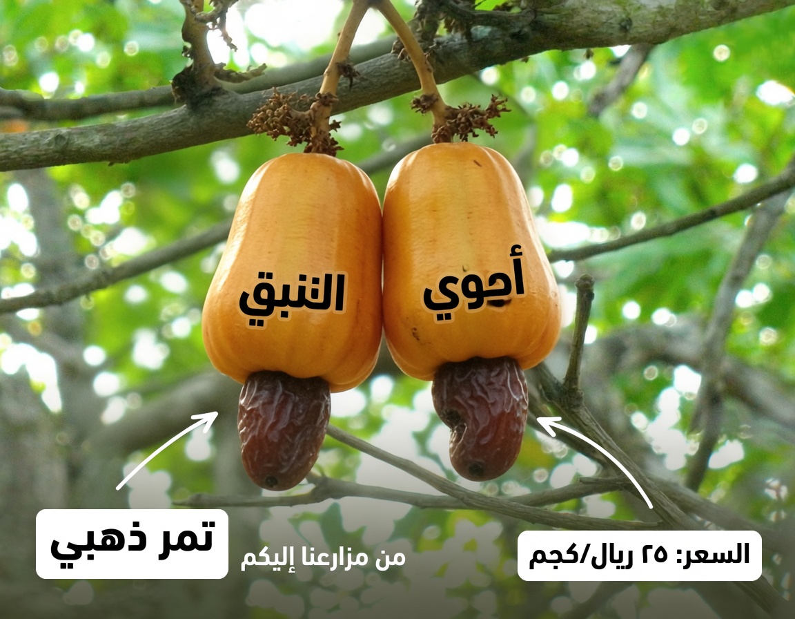 ما الذي يقوله الأطباء حقًا عن تناول الكاجو: الفوائد والمخاطر والحقيقة وراء عناوين الطُعم للنقر