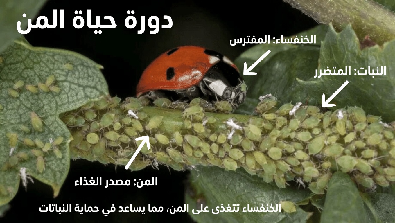 كيفية التخلص بشكل طبيعي من حشرات المنّ في حديقتك بسرعة باستخدام علاجات منزلية بسيطة