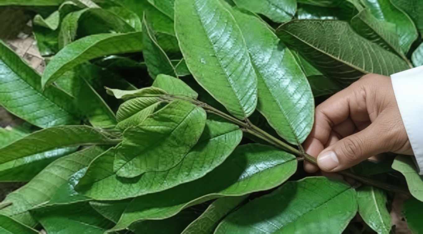 نصائح طبيعية بسيطة لإدخال أوراق الجوافة الطازجة في روتين العناية اليومية بنظافة الفم للحصول على انتعاش أفضل