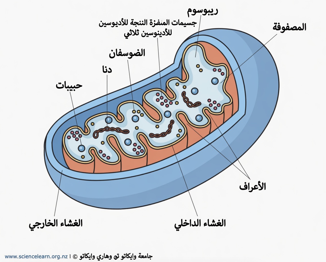 مقاومة الإنسولين تغيّرت إلى الأبد (الأمر ليس متعلقًا بالنظام الغذائي)