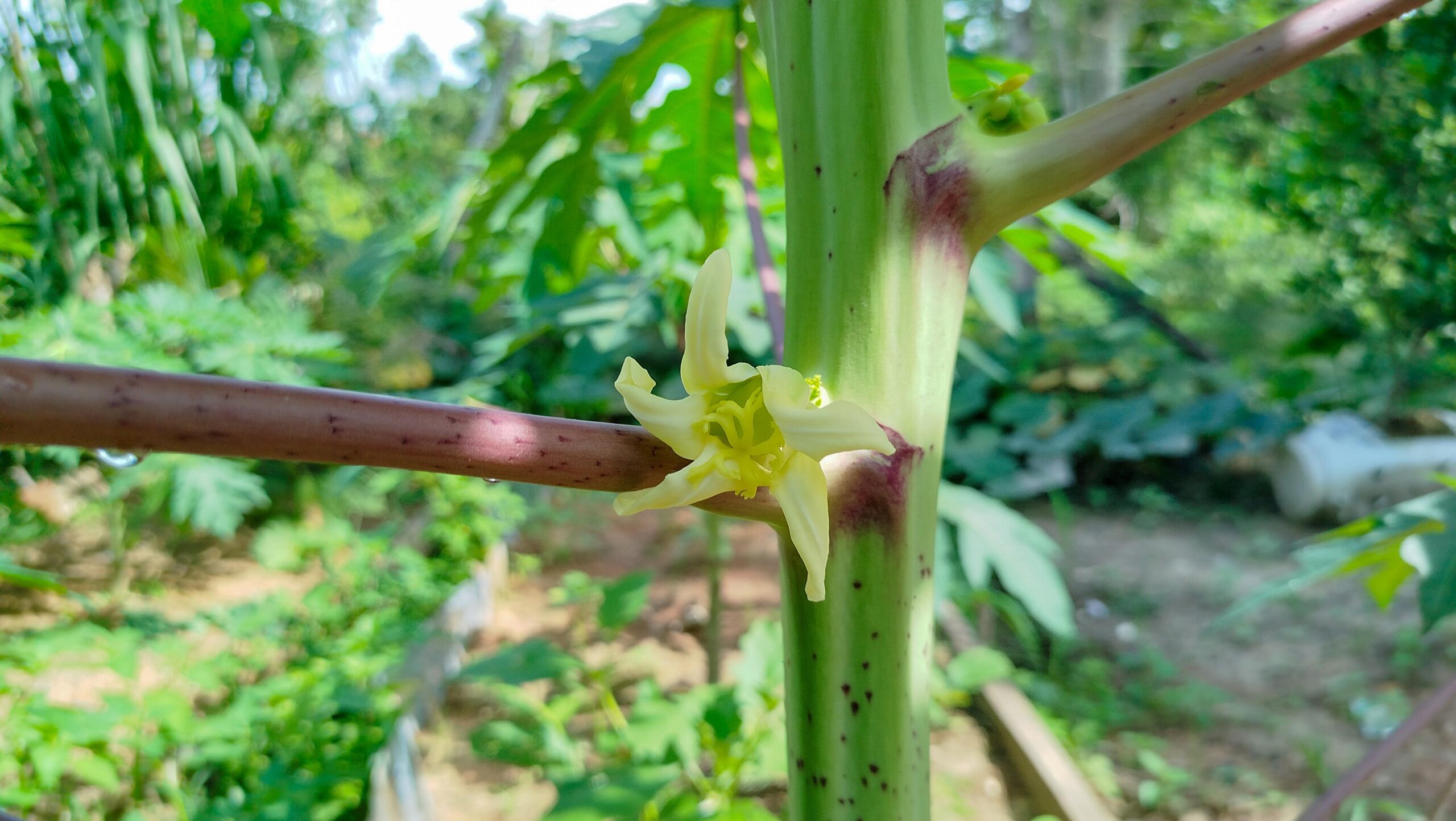 استكشف 17 طريقة قد تدعم بها أزهار البابايا صحتك بعد بلوغ الثلاثين