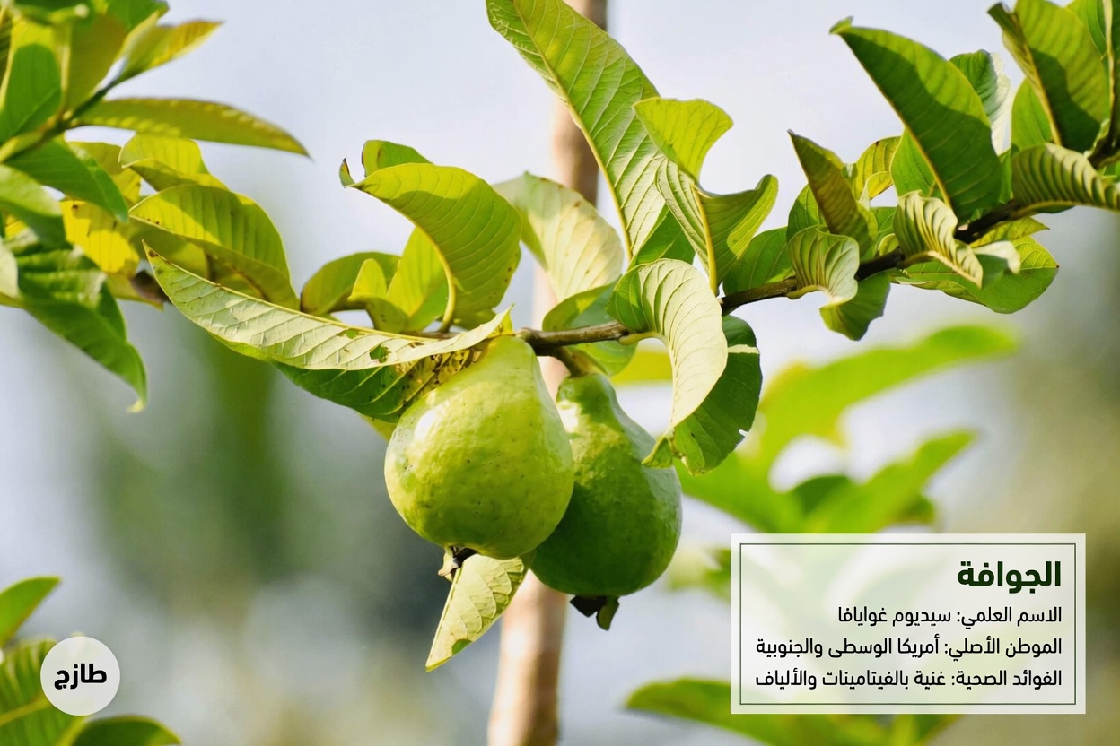 3 أوراق بسيطة تدعم استقرار سكر الدم، وتساعد على فقدان الدهون، وتُنقّي الشرايين: القوة الطبيعية الخفية التي تحتاجها