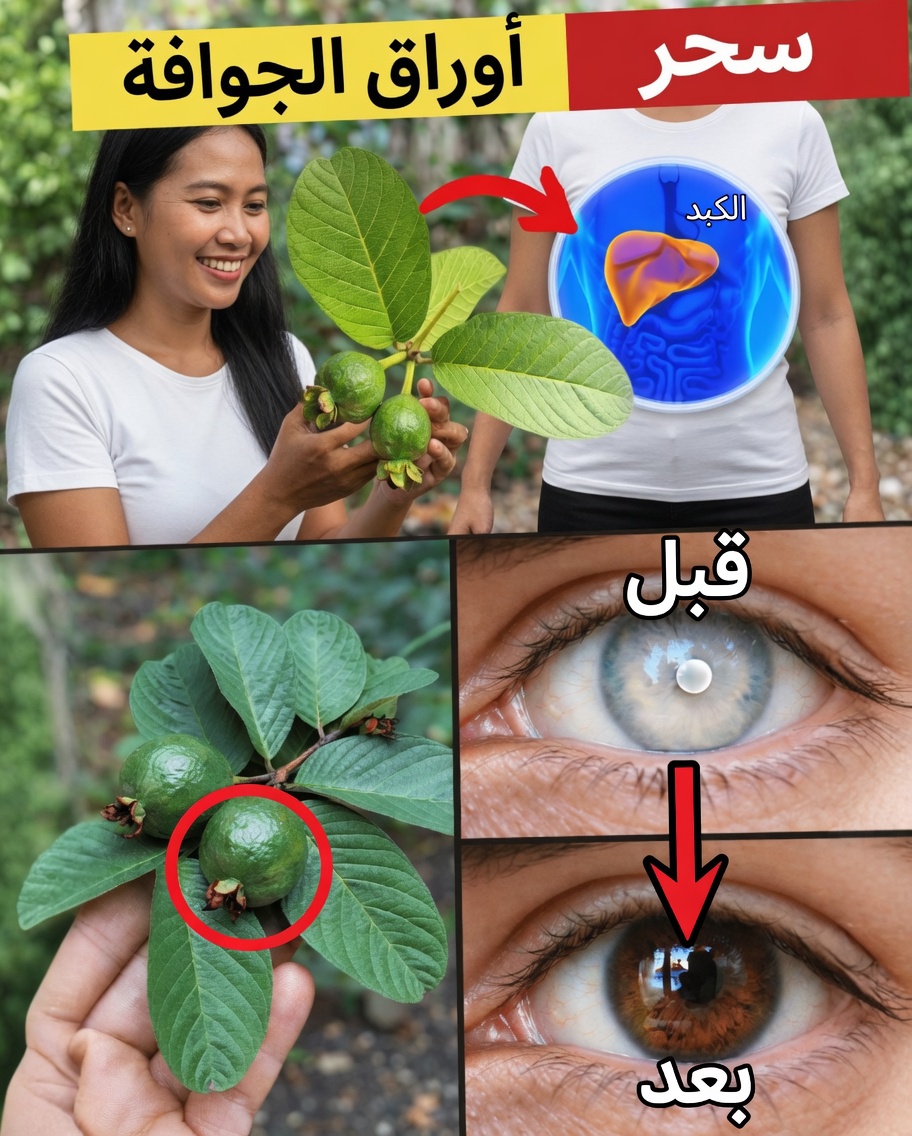 17 فائدة مدهشة لأوراق الجوافة لم تكن تعرفها من قبل – القوّة الطبيعية المهملة التي تُحدث تحولًا في صحة الأمريكيين فوق سن الأربعين