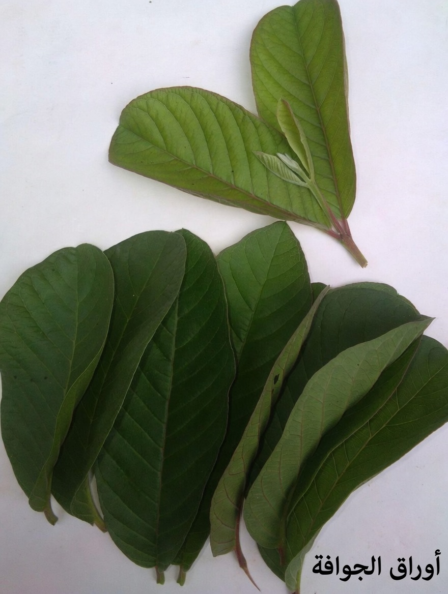 17 فائدة مدهشة لأوراق الجوافة لم تكن تعرفها من قبل – القوّة الطبيعية المهملة التي تُحدث تحولًا في صحة الأمريكيين فوق سن الأربعين