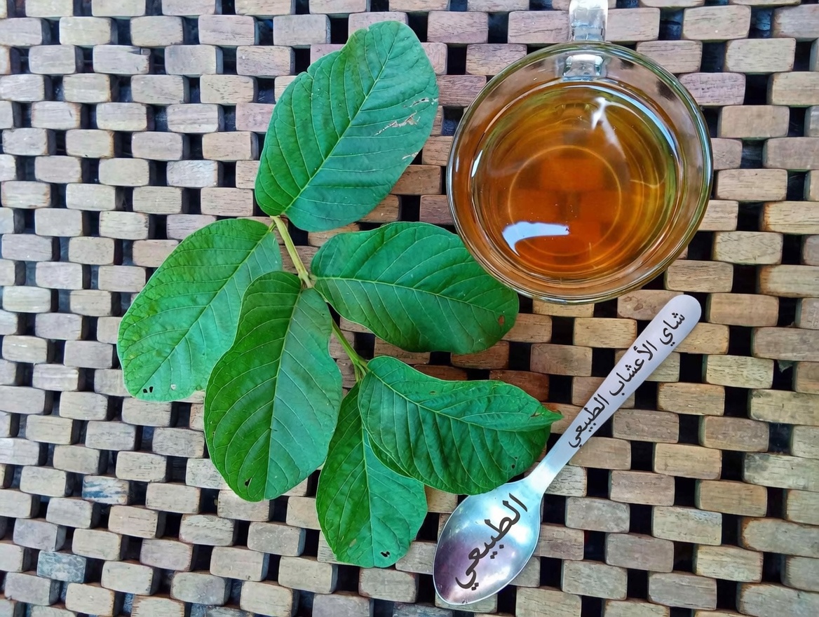 17 فائدة مدهشة لأوراق الجوافة لم تكن تعرفها من قبل – القوّة الطبيعية المهملة التي تُحدث تحولًا في صحة الأمريكيين فوق سن الأربعين