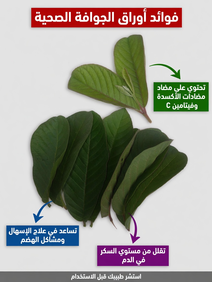 17 فائدة مدهشة لأوراق الجوافة لم تكن تعرفها من قبل – القوّة الطبيعية المهملة التي تُحدث تحولًا في صحة الأمريكيين فوق سن الأربعين