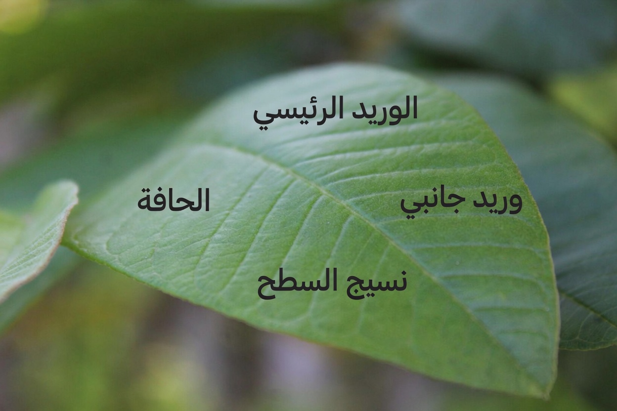 17 فائدة مدهشة لأوراق الجوافة لم تكن تعرفها من قبل – القوّة الطبيعية المهملة التي تُحدث تحولًا في صحة الأمريكيين فوق سن الأربعين