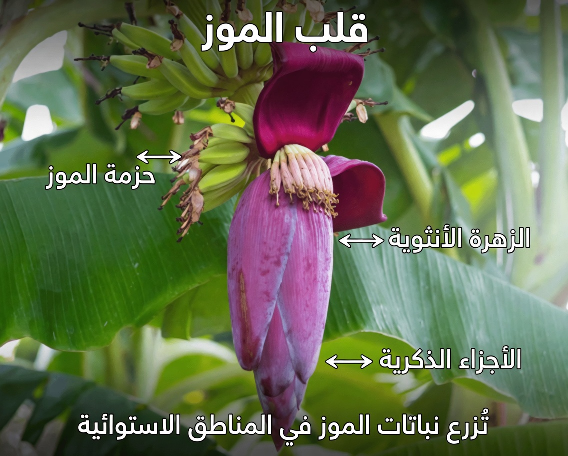 7 فوائد صحية مذهلة لزهور الموز