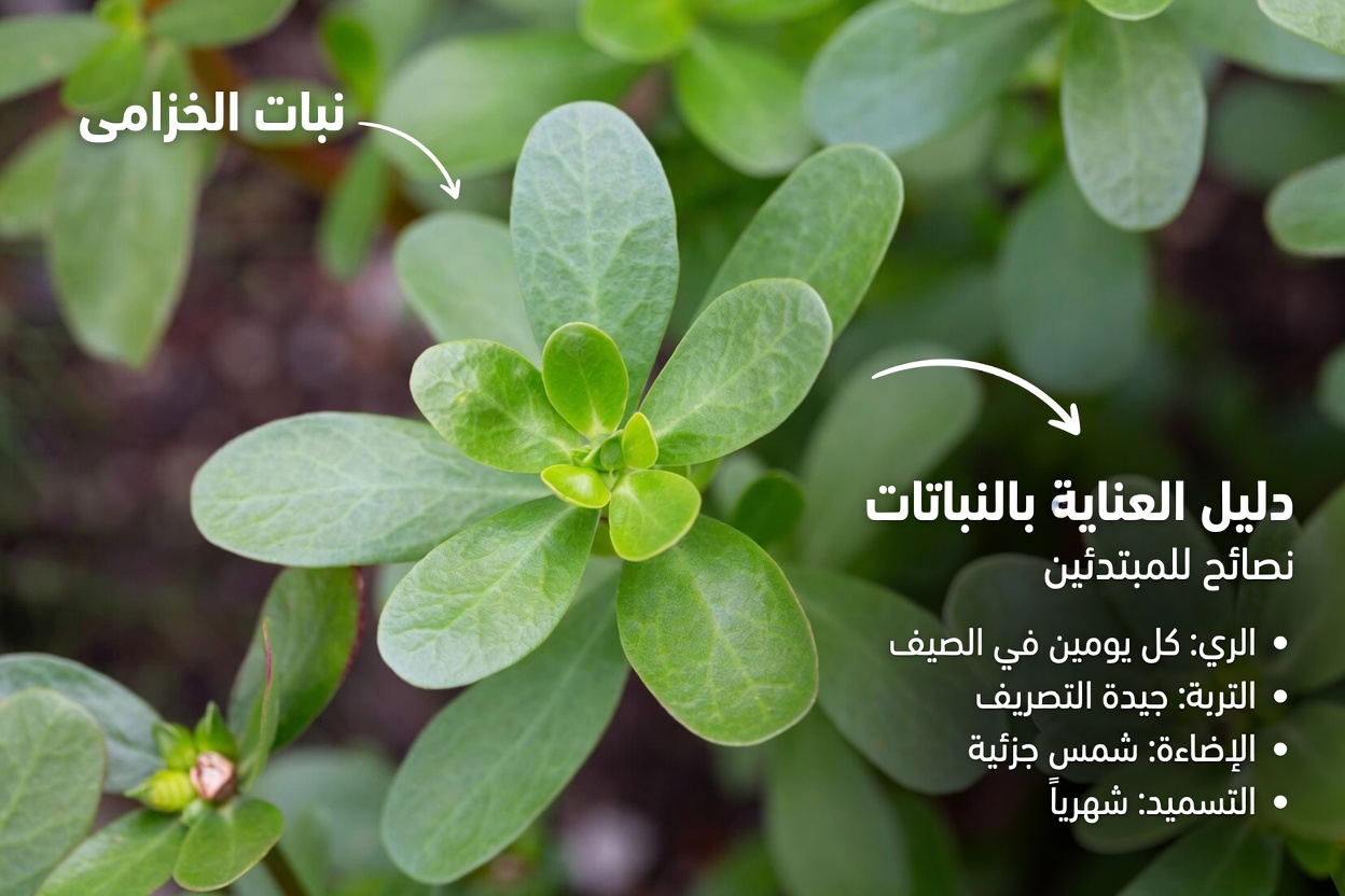 الرجلة: نبات غني بالعناصر الغذائية ذو فوائد عديدة