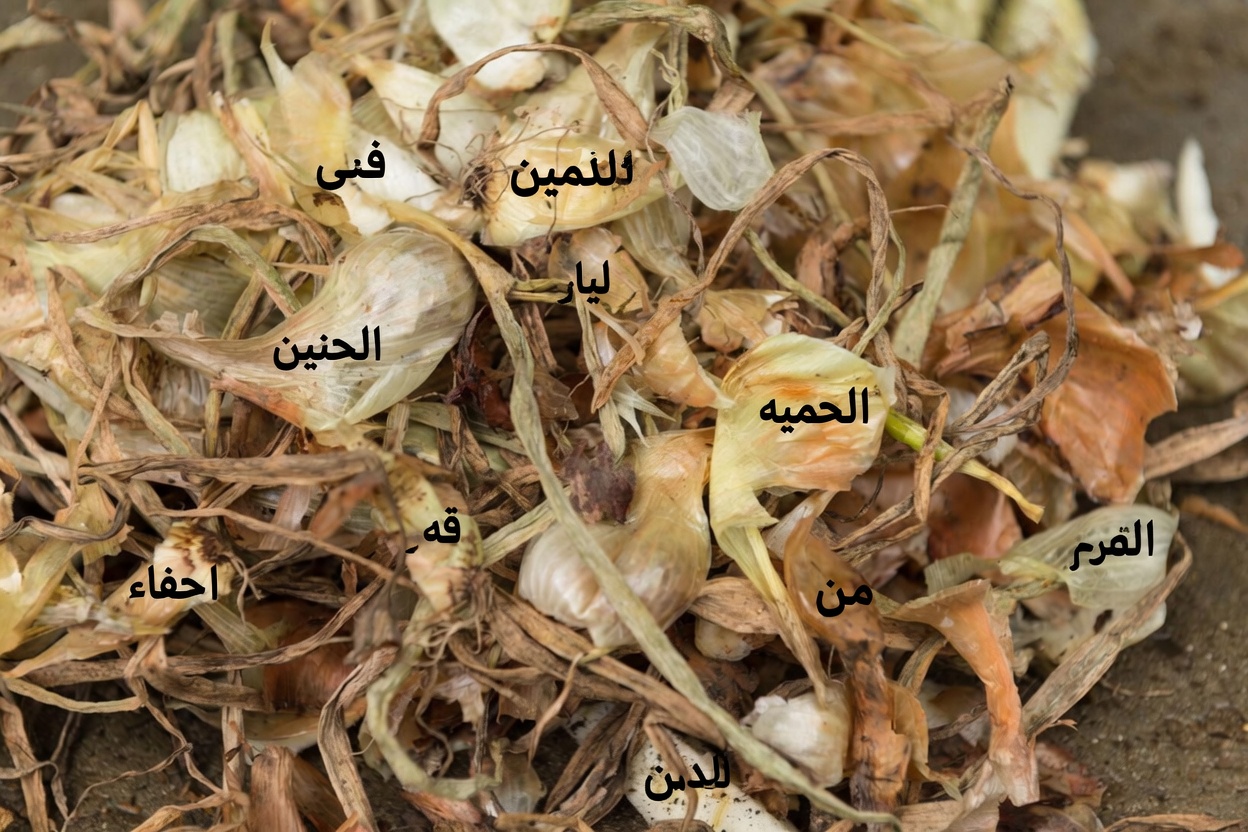 البصل وقشور البصل: نهج طبيعي لطيف لصحة البروستاتا والمثانة