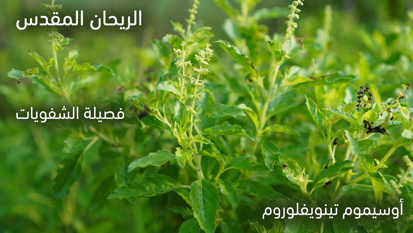 5 أوراق أساسية لتحسين صحة عينيك بشكل طبيعي