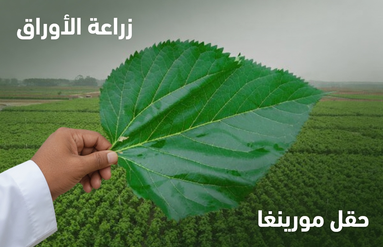 الحل الصحي الخفي: ورقة بسيطة يمكنها أن تغيّر حياتك