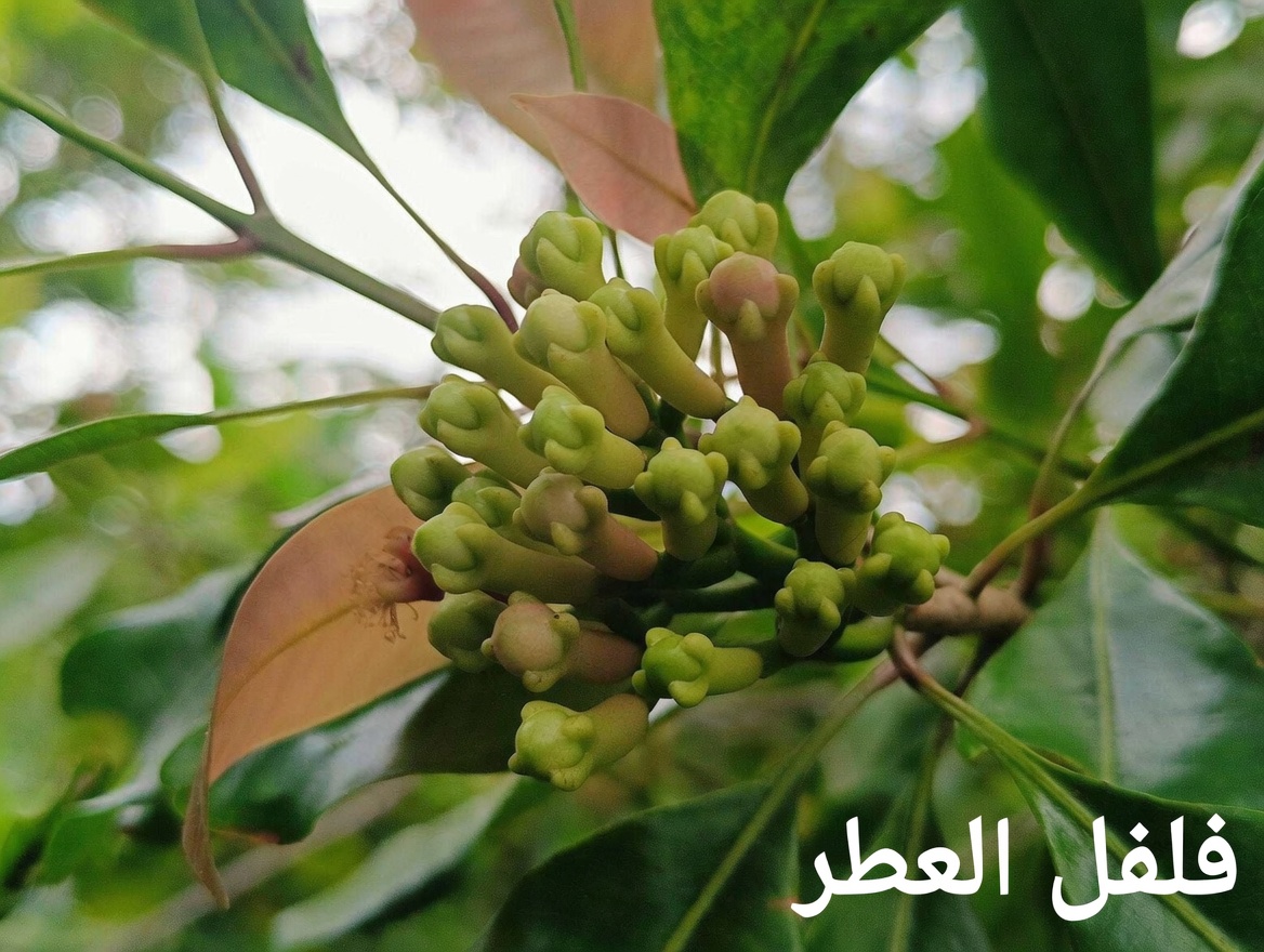 ماذا يحدث إذا تناولت فصّين من الثوم يوميًا لمدة 7 أيام؟ (الحقيقة المفاجئة المدعومة علميًا)