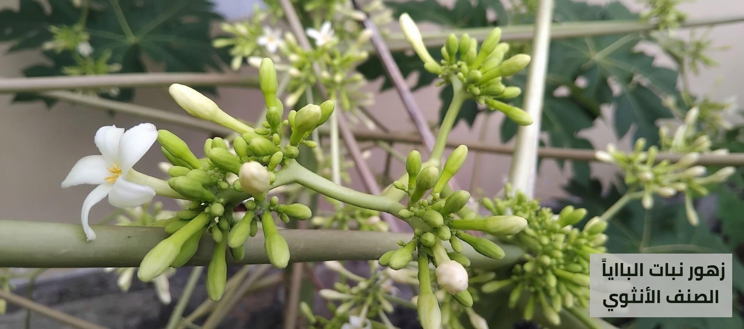 سرّ عافية الأسرة الذي لم تسمع به من قبل: عسل زهرة البابايا لراحة الهضم وتعزيز المناعة والمزيد