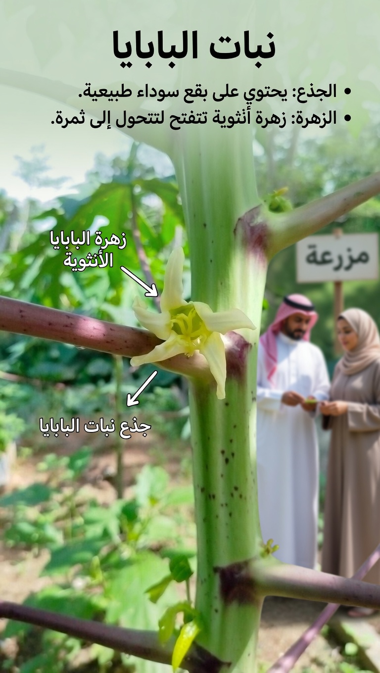 سرّ عافية الأسرة الذي لم تسمع به من قبل: عسل زهرة البابايا لراحة الهضم وتعزيز المناعة والمزيد