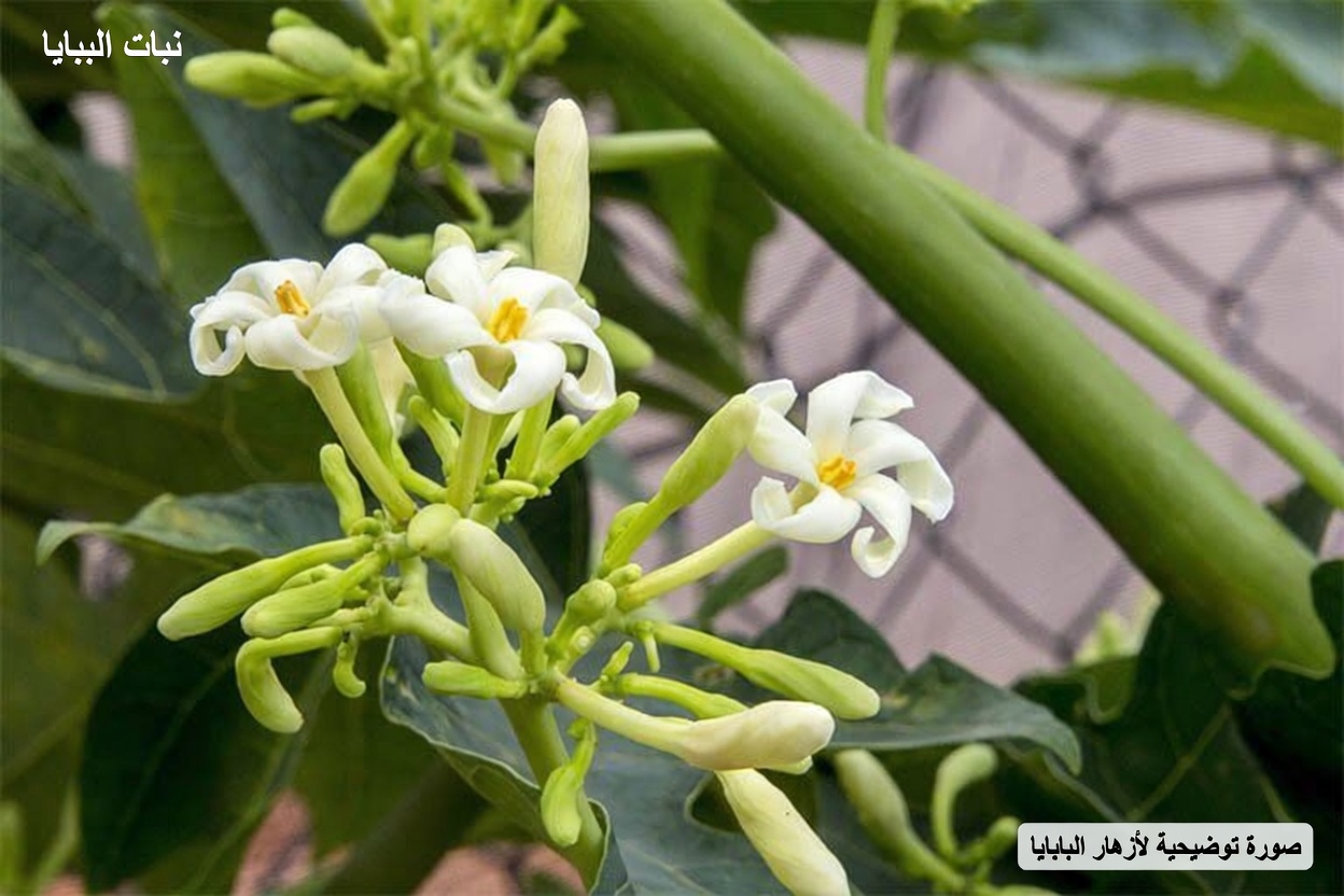 سرّ عافية الأسرة الذي لم تسمع به من قبل: عسل زهرة البابايا لراحة الهضم وتعزيز المناعة والمزيد