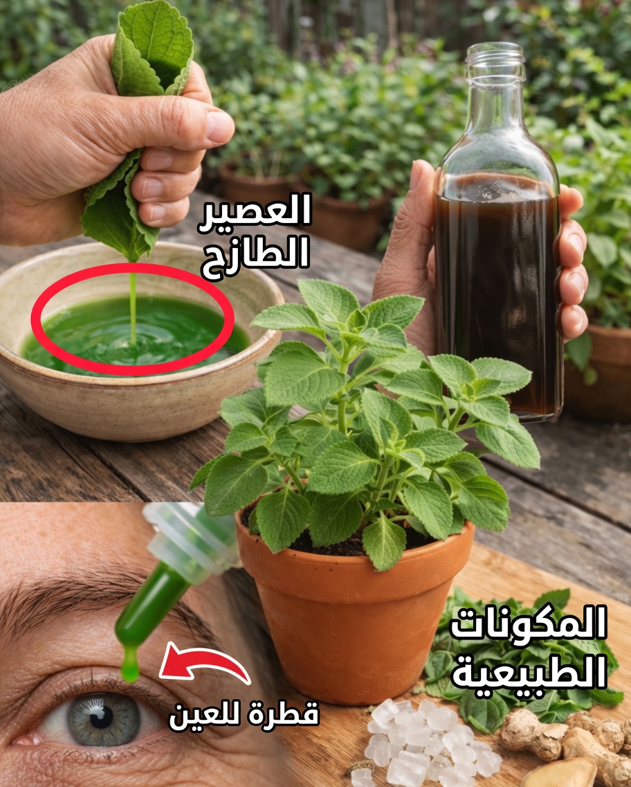 الأوريغانو وصحة العين: هل يمكن أن تساعد هذه العشبة الصغيرة في حماية بصرك بعد سن الأربعين؟