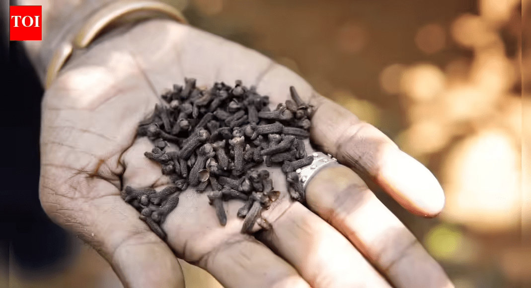 الحقيقة حول مضغ القرنفل: 8 أخطاء شائعة قد تضر بصحتك