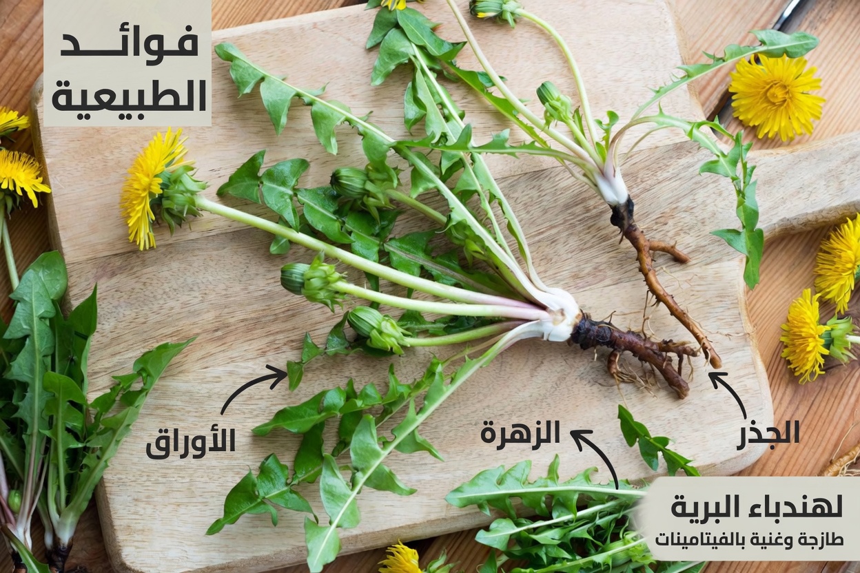 الورقة التي «تدعم علاج السرطان خلال 24 ساعة»: ماذا يقول العلم حقًا