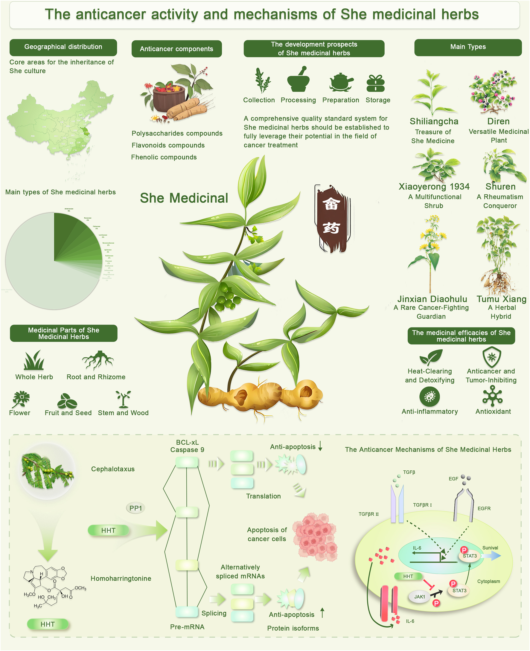 الورقة التي «تدعم علاج السرطان خلال 24 ساعة»: ماذا يقول العلم حقًا