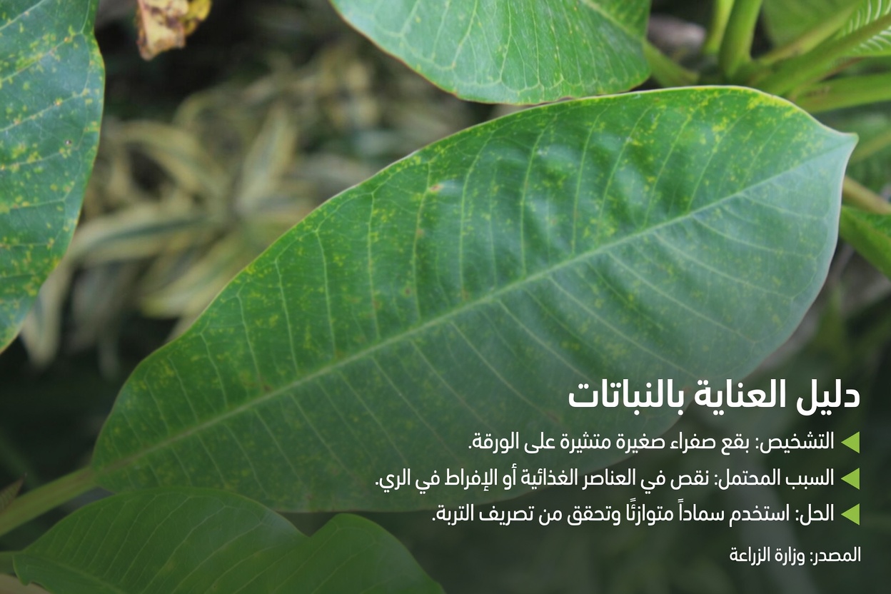 أوراق الأفوكادو الأربع الشافية: علاجات طبيعية قديمة مخبأة في حديقتك الخلفية