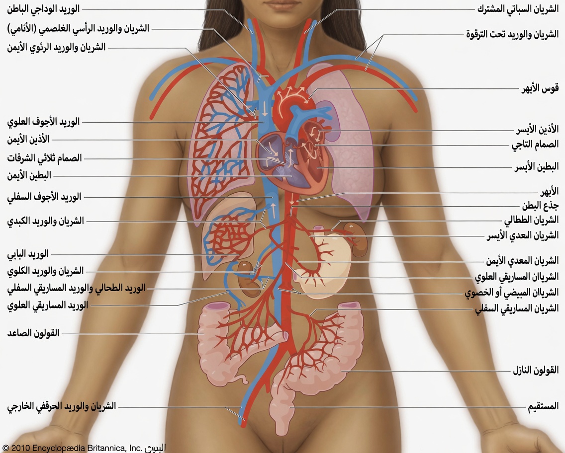 كبار السن: طرق بسيطة لتحسين ترطيب الجسم يوميًا بالمغنيسيوم لتحسين الدورة الدموية
