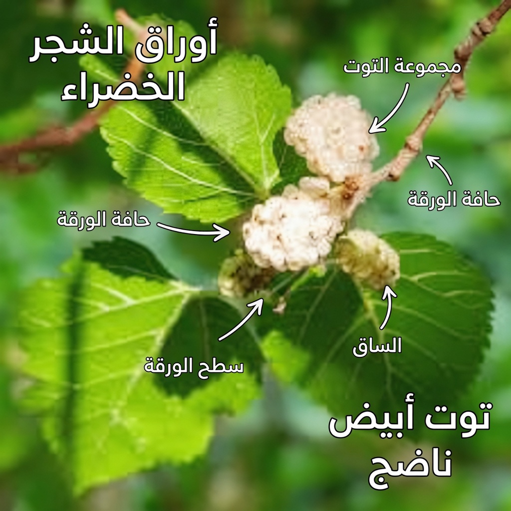 اكتشف كيف يمكن لورقة واحدة بسيطة أن تدعم بشكل طبيعي صحة سكر الدم وضغط الدم والكوليسترول والدورة الدموية