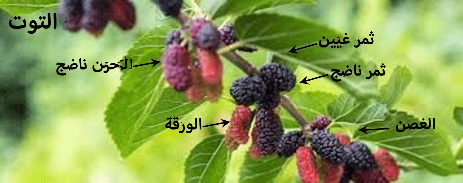 اكتشف كيف يمكن لورقة واحدة بسيطة أن تدعم بشكل طبيعي صحة سكر الدم وضغط الدم والكوليسترول والدورة الدموية