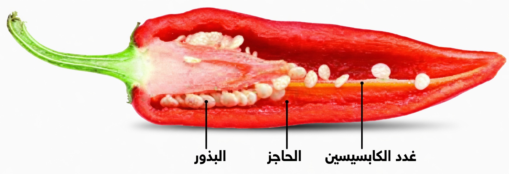 الكابسيسين يوقف النوبات القلبية ويدمر الخلايا السرطانية
