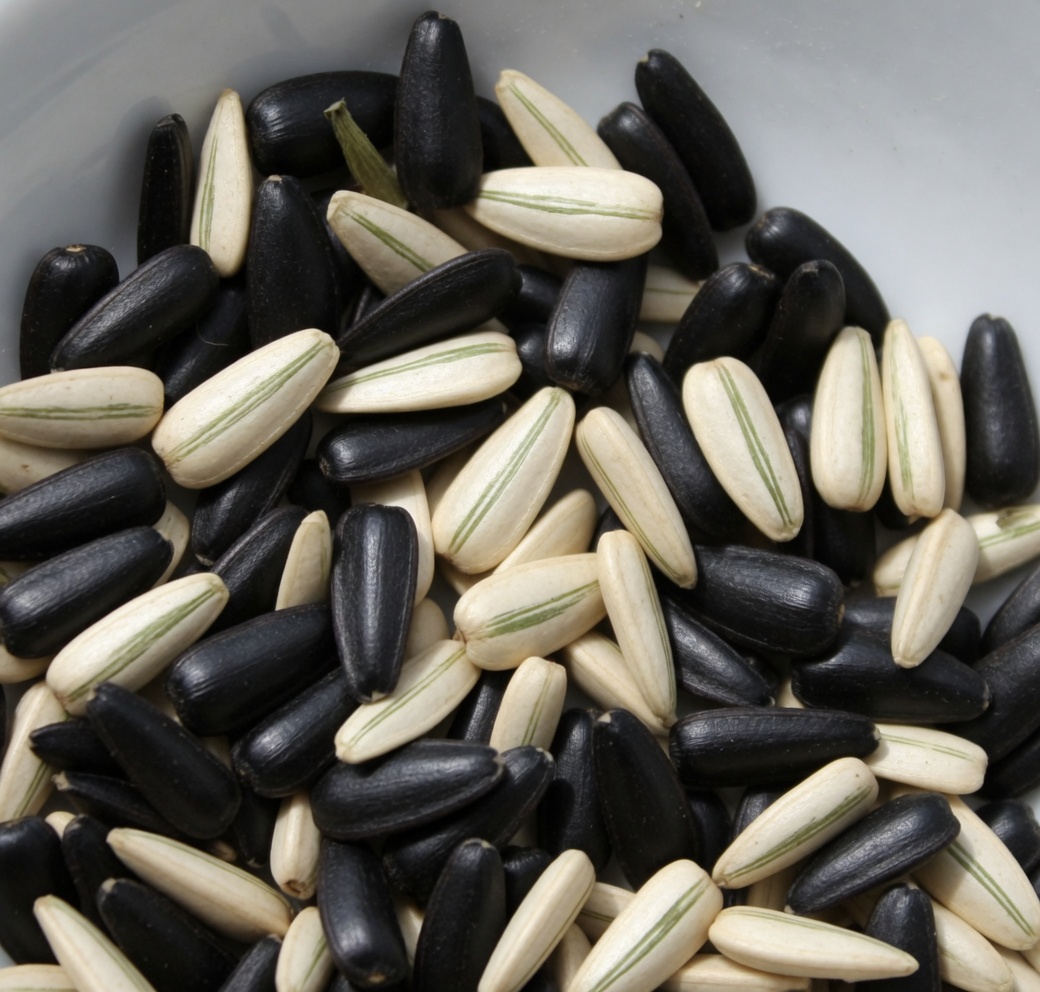 كبار السن: هل يمكن لثلاث بذور صغيرة والجوافة أن تدعم صحة عينيك بشكل طبيعي؟