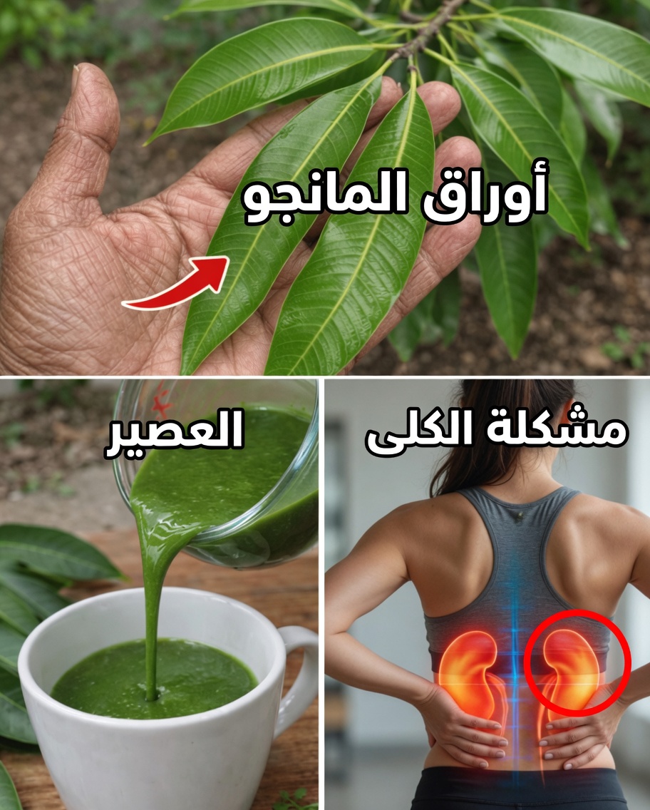 أوراق المانجو: اكتشف فوائدها الخفية واستخداماتها اليدوية بنفسك
