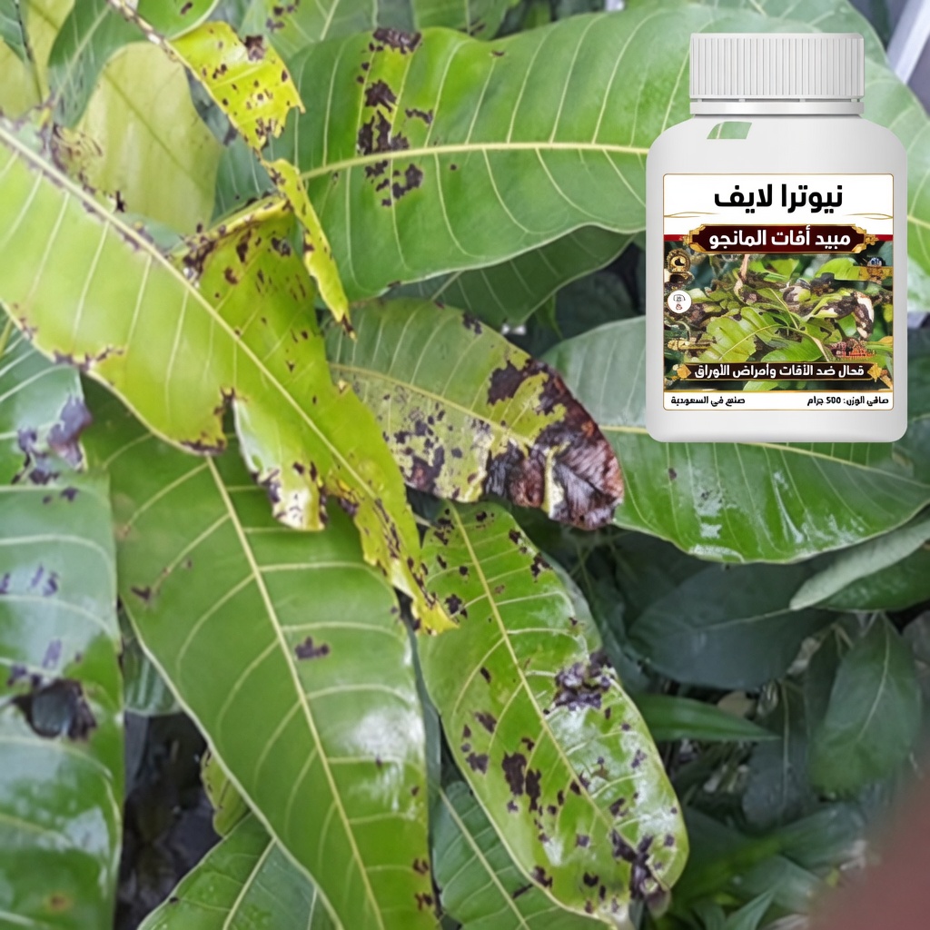 أوراق المانجو: اكتشف فوائدها الخفية واستخداماتها اليدوية بنفسك