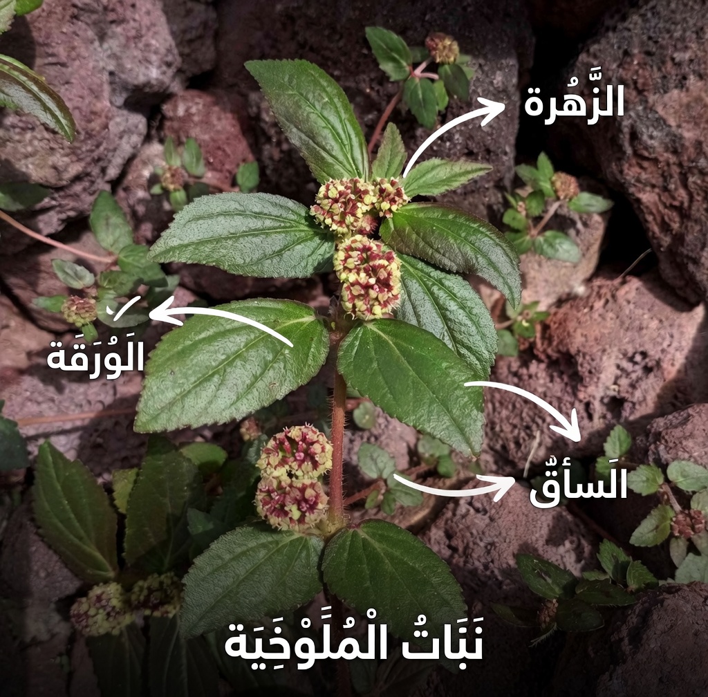 نبات الفربيون هيرتا يحسن البصر طبيعيًا — شاهد الفرق